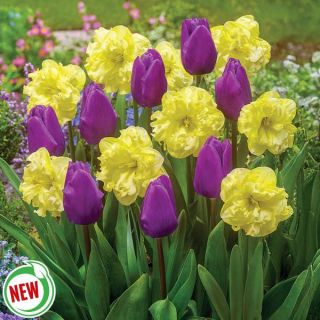 Opposite Attraction Spring Blend Thumbnail